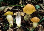 Gelbporiger Raustielröhrling-Leccinum crocipodium