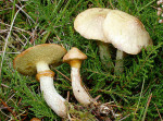 Moorröhrling-Suillus flavidus