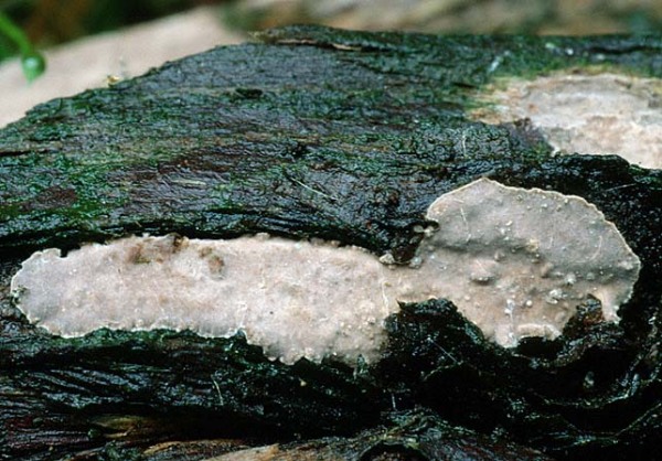 Wacholder-Schichtpilz-Amylostereum laevigatum