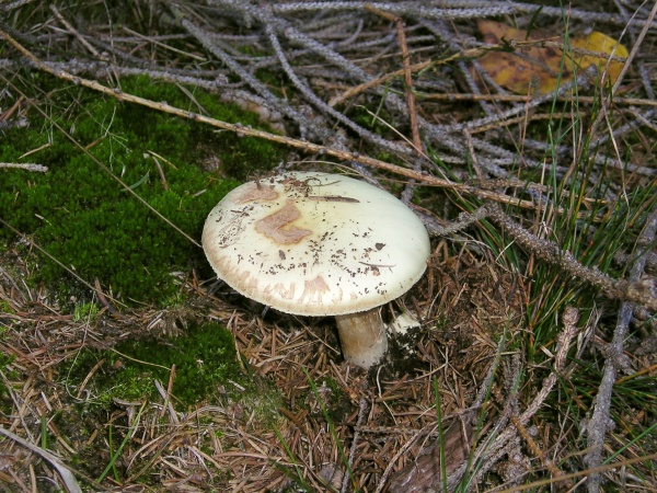 Grüner Knollenblätterpilz-Amanita phalloides
