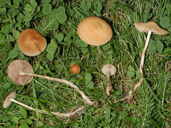 Geschwänzter Ackerling-Agrocybe arvalis