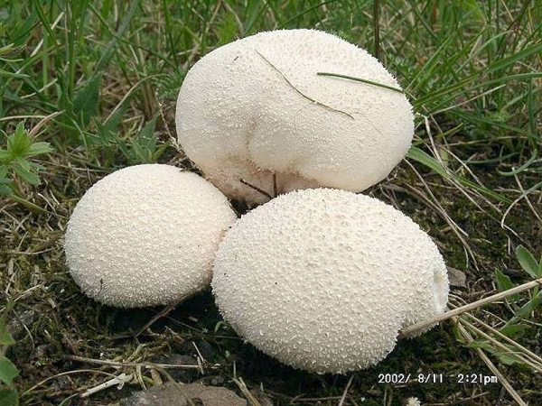 Wiesenstäubling-Vascellum pratense
