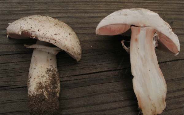 Feinschuppiger Egerling-Agaricus squamulifer