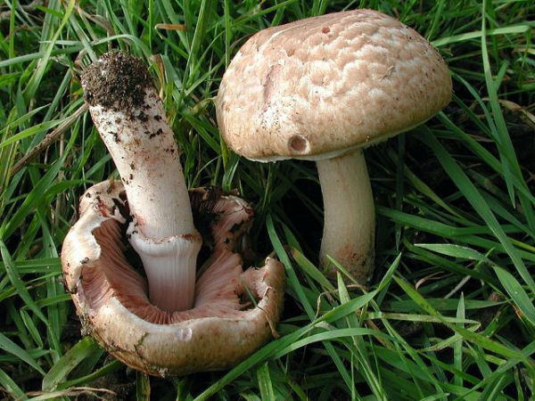 Waldegerling-Agaricus silvaticus