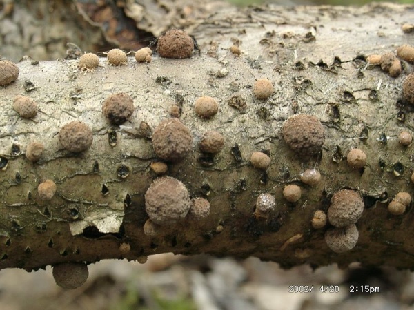 Rotbraune Kohlenbeere-Annulohypoxylon fuscum