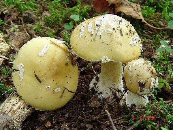 Narzissengelber Wulstling-Amanita gemmata