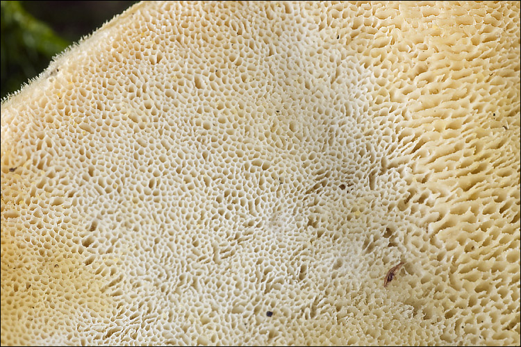 Trametes pubescens Samtige Tramete