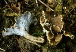 Krauser Leistling-Pseudocraterellus undulatus