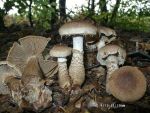 Schuppiger Dickfuss-Cortinarius pholideus