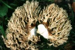 Bauchwehkoralle-Ramaria pallida