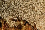 : Asterodon-Asterodon ferruginosum