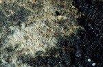 Isabellfarbiger Flaumrindenpilz-Botryohypochnus isabellinus