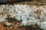: Wachsbasidie-Ceratobasidium cornigerum