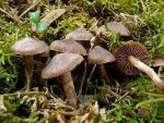 Rosastieliger Wasserkopf-Cortinarius vernus