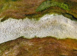 Warziger Zähnchenrindenpilz-Hyphodontia nespori