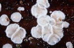 : - Flagelloscypha-Flagelloscypha malmei