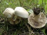 Tongrauer Tränenfälbling-Hebeloma crustuliniforme