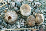 Kleiner Scheibenbovist-Disciseda candida