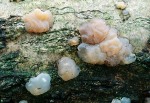 ? Dr�sling-Exidia nucleata