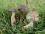 Rötender Nitratsaftling-Hygrocybe ingrata