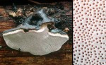Rosenroter Baumschwamm-Fomitopsis rosea