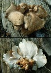 Weißer Knochenporling-Osteina obducta