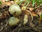 Grüngebuckelter Risspilz-Inocybe corydalina