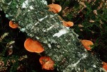Nördlicher Zinnoberschwamm-Pycnoporus cinnabarinus