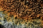 Haariges Filzgewebe-Tomentella crinalis