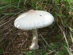 Acker-Riesenschirmpilz-Macrolepiota excoriata