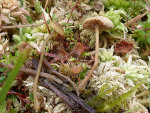 Sumpfseggen-Olivschnitzling-Simocybe centunculus var. laevigata
