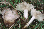 Bereifter Tellerling-Rhodocybe popinalis