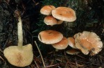 Safranroter Schüppling-Pholiota astragalina