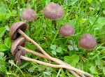 Heudüngerling-Panaeolus foenisecii