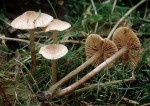 Honiggelber Sumpfschnitzling-Naucoria melinoides
