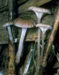 Schilfhelmling-Mycena belliae