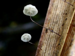Schilfschwindling-Marasmius limosus