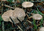 Nadelzwergschwindling-Marasmiellus perforans