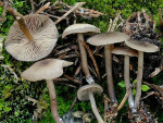 Starkriechendes Graublatt-Tephrocybe osmophora