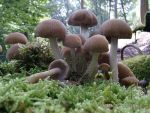 Wässriger Mürbling-Psathyrella piluliformis