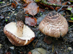 Fleischbräunlicher Schirmling-Lepiota brunneoincarnata