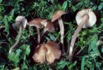 Rosa Zärtling-Entoloma roseum