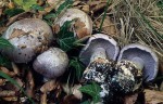 Blauer Klumpfuss-Cortinarius caerulescens