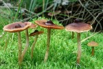 Jodoformwasserkopf-Cortinarius obtusus