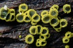 : Amicodisca-Amicodisca svrcekii