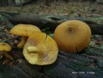 Olivgelber Holzritterling-Tricholomopsis decora