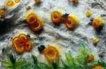 Goldgelbes Spinnwebbecherchen-Arachnopeziza aurelia