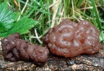 Buchen-Schlauchzitterpilz-Ascotremella faginea