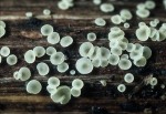 Gelbgrünes Chlorbecherchen-Calycellina chlorinella