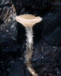 :-Ciborinia hirtella